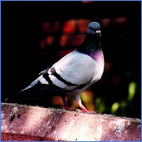 The Feral Pigeon