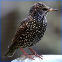 Starlings and Sparrows