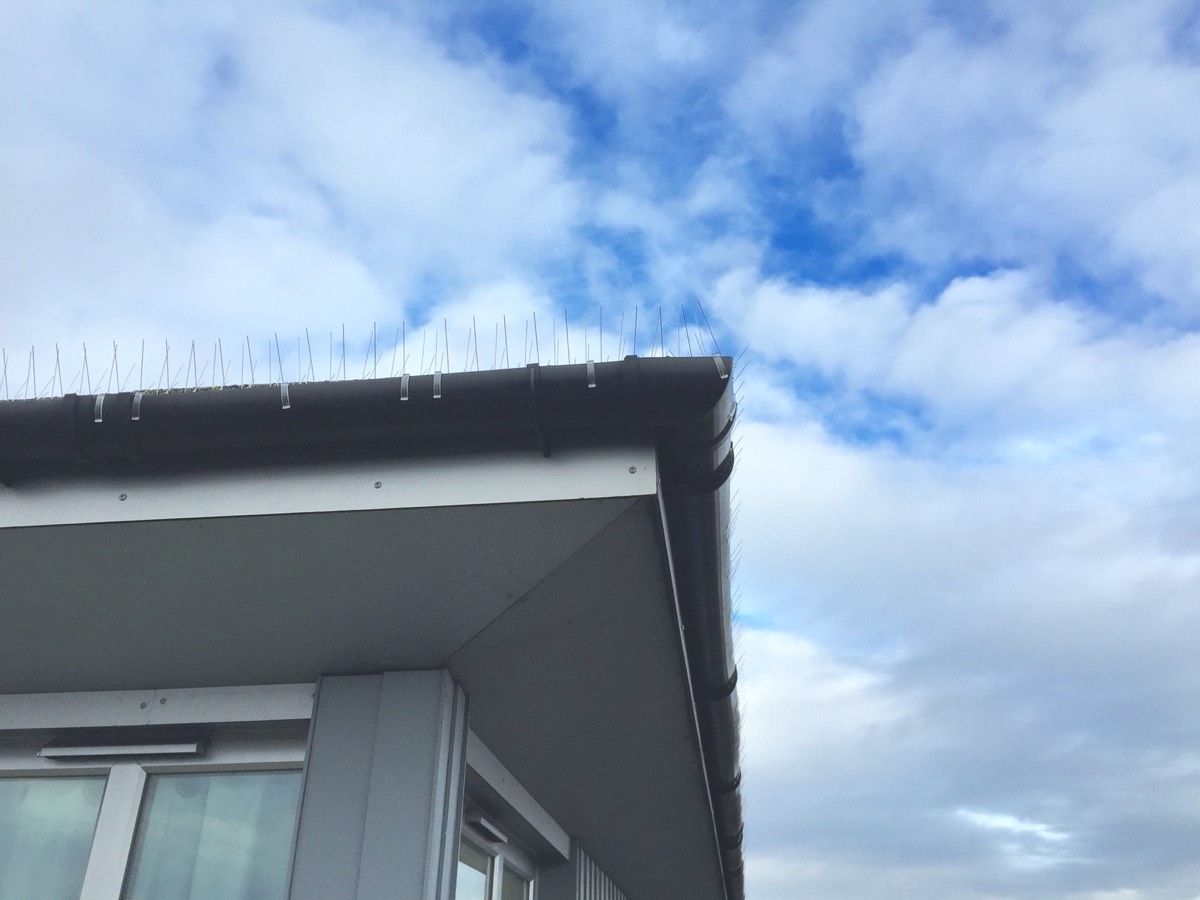 Pigeon spikes installed in guttering at a property in Andover. 