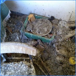 Pigeon fouling on a balcony of a flat