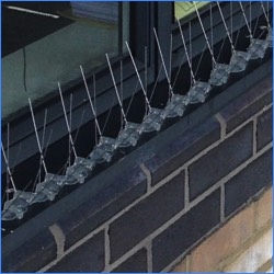 Bird spikes are used to prevent birds from landing on flat surfaces such as ledges, parapets, pipes and window sills.