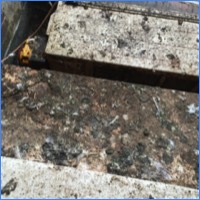 Pigeon droppings can cause severe structural damage 