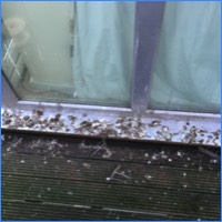 Pigeon droppings on smooth surfaces can be extremely slippery